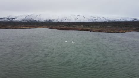 two swans on a lake in a big lava field in front of a big mountain coverd by snow