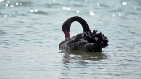 black swan cleaning itself on the on a desert lake at al-quadra, dubai, united arab emirates