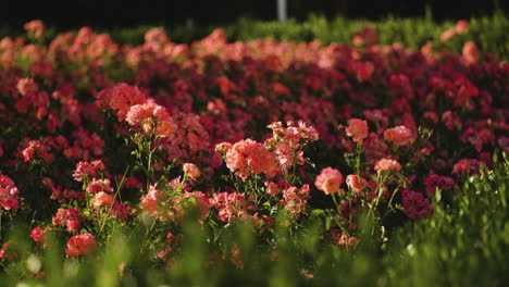Colores-Brillantes-De-Flores-Florecientes-En-Primavera