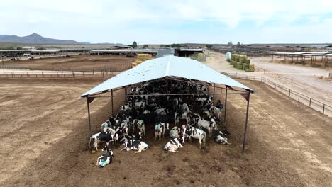 cows congregate under free stall open air barn at feedlot