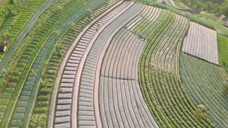 Aerial-birds-eye-shot-of-several-plantation-with-growing-vegetables-on-mountain-of-Indonesia---Butuh-Village,-Nepal-Van-Java