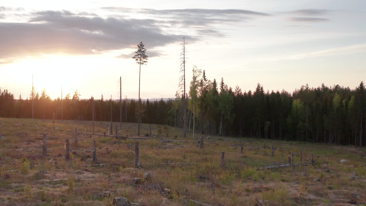 retirada del avión no tripulado al atardecer sobre el área talada en el bosque para la industria maderera