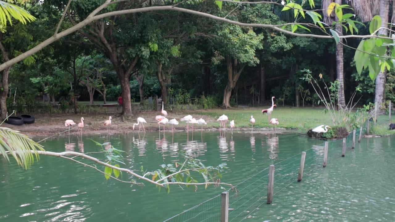 연못 근처의 플라밍고