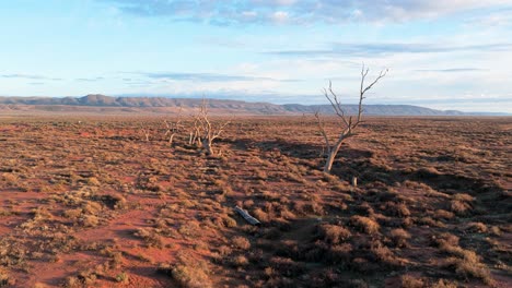 forward aerial moving over dry outback with dead trees and flinders ranges in background, south australia