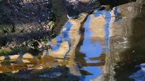 little duckling swimming on the garda lake water