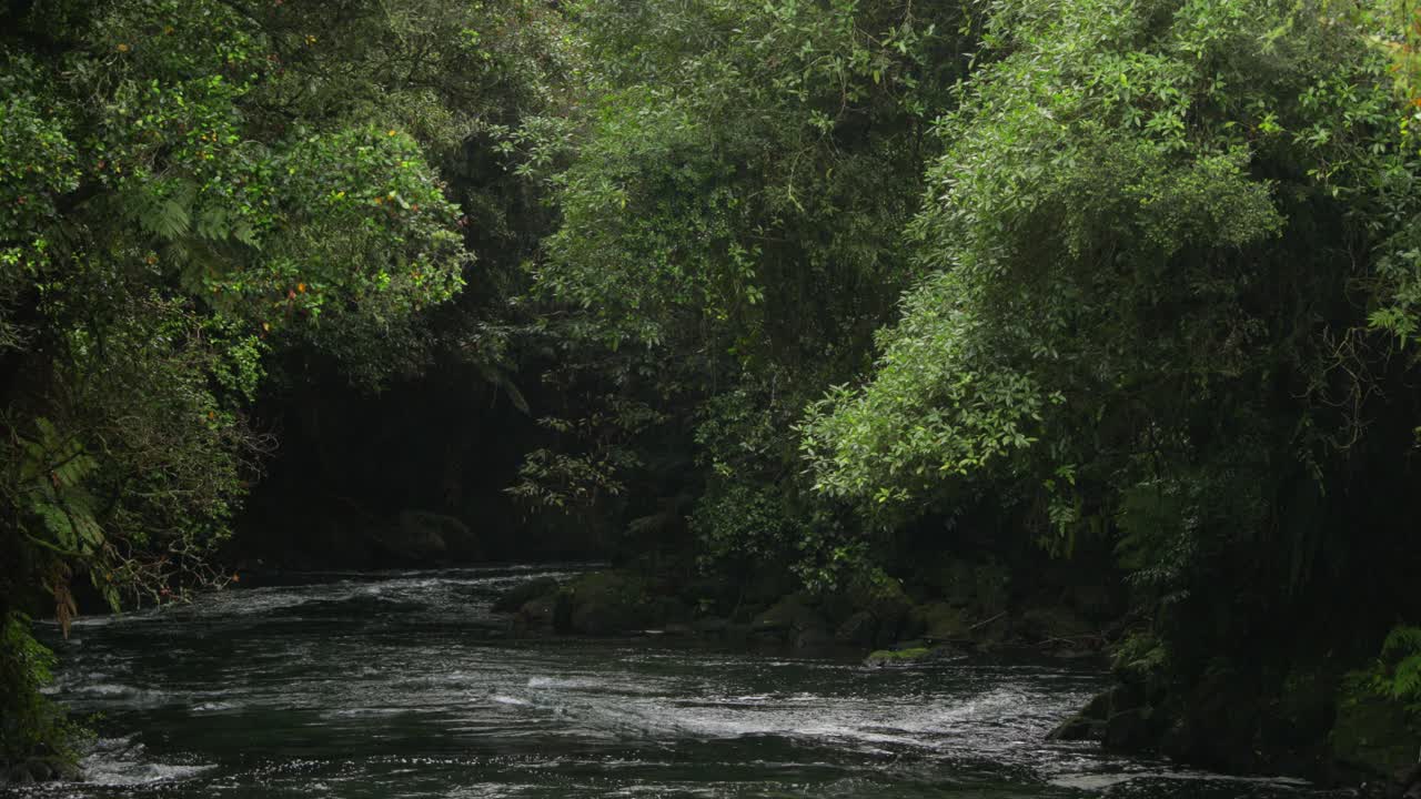 The Kaituna river runs through native forest on its way to the coast. Rotorua, New Zealand.