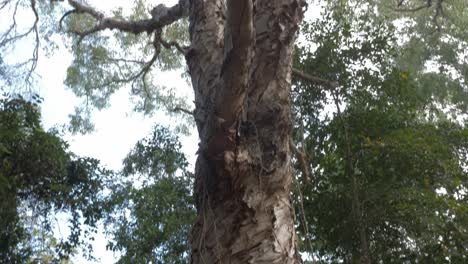 large paperbark tree amidst the native forest in thala beach nature reserve in port douglas, north queensland, australia