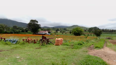 gundlupet flower farming, the flower pot of india located in karnataka, flower cultivation in gundlupet, onam vibes