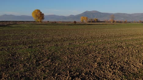 land with freshly planted green wheat on a sunny autumn say in field of korca, albania