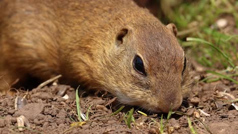 Close-up-shot-of-cute-Squirrel-looking-for-food-in-nature-during-sunny-day,slow-motion