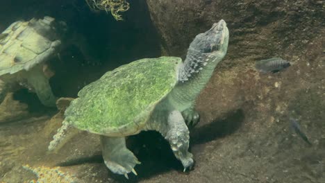 Tortuga-Descansando-Bajo-El-Agua-En-Un-Acuario