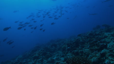 Un-Increíble-Paisaje-Submarino-Lleno-De-Peces-Nadando-Suavemente-En-La-Corriente-Del-Océano-Y-Algunas-Caballas-Pasando-Cerca