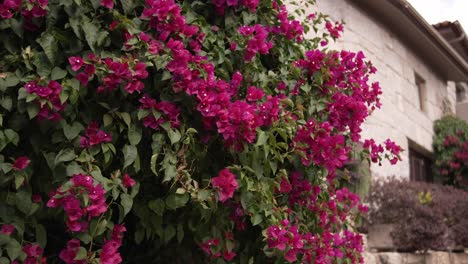 vibrant pink bougainvillea climbing a stone house wall in sunlight