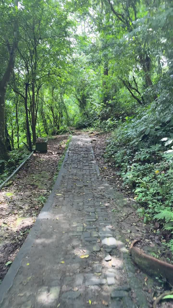 Walking Along a Shaded Forest Path with Dappled Sunlight