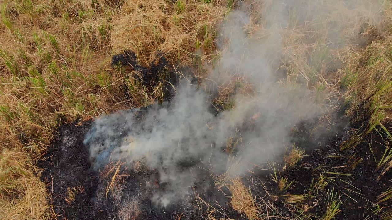 Bali, Endonezya'da dumanlı bir pirinç tarlasında palmiye ağaçları