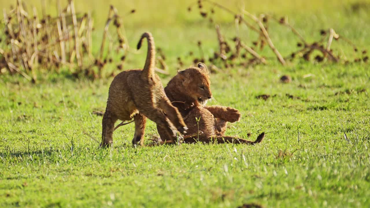 kleine leeuwenkinderen spelen met takjes en takken in het weelderige landschap, kenia, afrika safari dieren in masai mara north conservancy