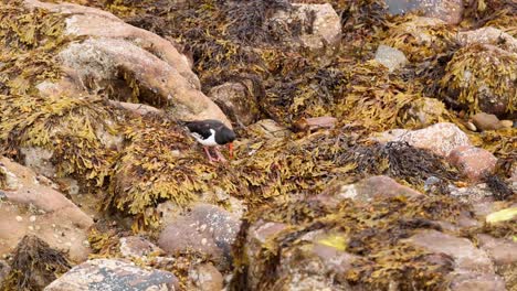 pájaro buscando alimento entre las rocas y las algas
