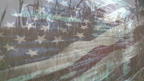 digital composition of waving american flag against close up of crops in farm field