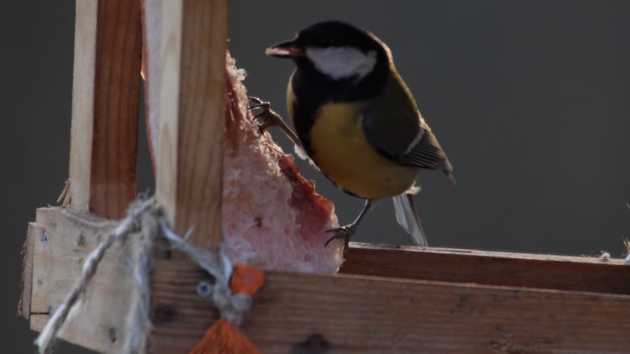 먹이를 쪼아 먹고 날아가는 큰 가슴 - 클로즈업 샷