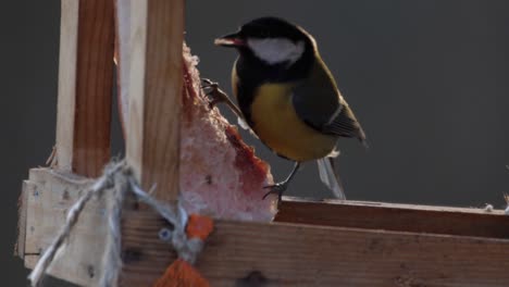 un gran tit picoteando su comida y se fue volando - primer plano