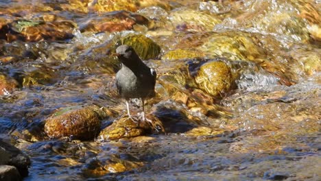 American-Dipper-Passerine-Bird-Encaramado-Preparándose-Para-Buscar-Comida-En-Un-Arroyo-Corriente