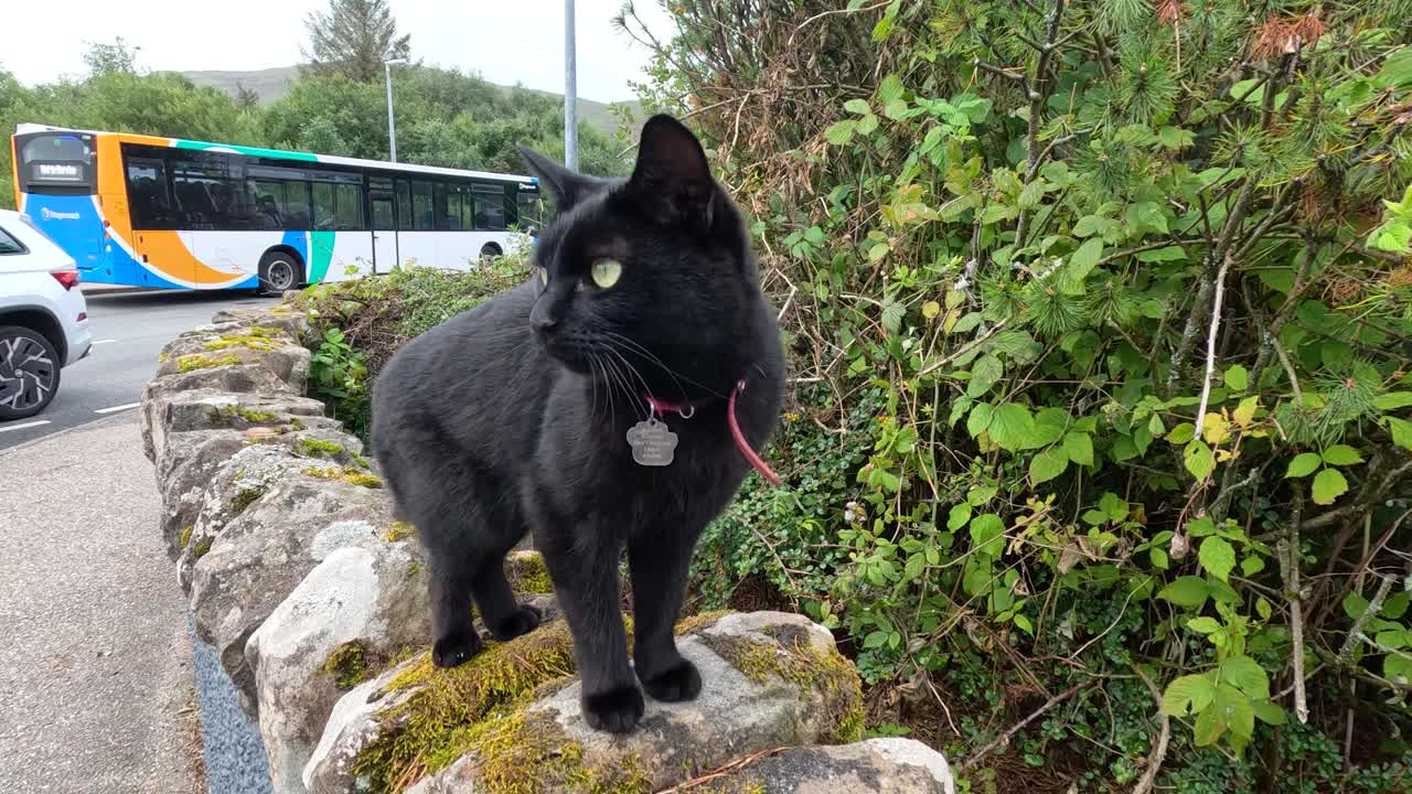 A black domestic cat stands alert on a mossy stone wall beside a road, with vehicles and greenery in the background. Daylight, steady camera, natural setting