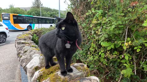 a black domestic cat stands alert on a mossy stone wall beside a road, with vehicles and greenery in the background. daylight, steady camera, natural setting