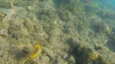 Underwater-diving-with-tropical-fish-in-the-Australian-coral-reef