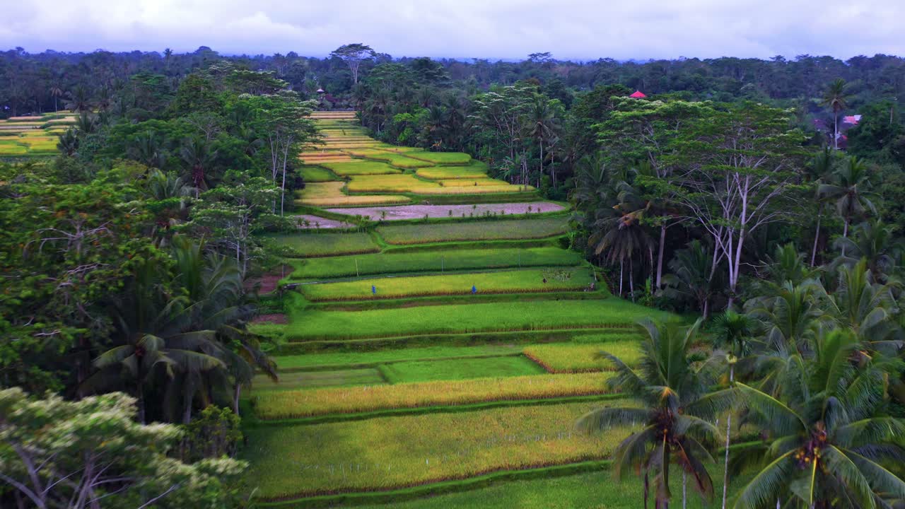 Sorvolo di splendide risaie circondate da alberi alle Terrazze di riso di Tegalalang - BALI, Indonesia.