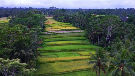 fly over beautiful rice fields surrounded by trees at tegalalang rice terraces - bali, indonesia