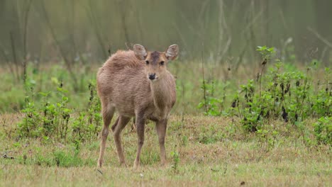 indian hog deer, hyelaphus porcinus, thailand