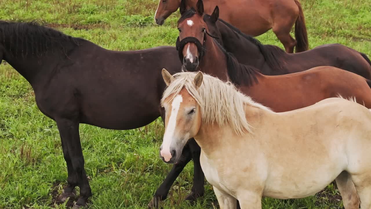 Horses in meadow aerial orbit shot peaceful countryside nature background