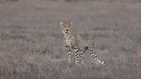 an anxious young cheetah searching for its family in mashatu game reserve, botswana