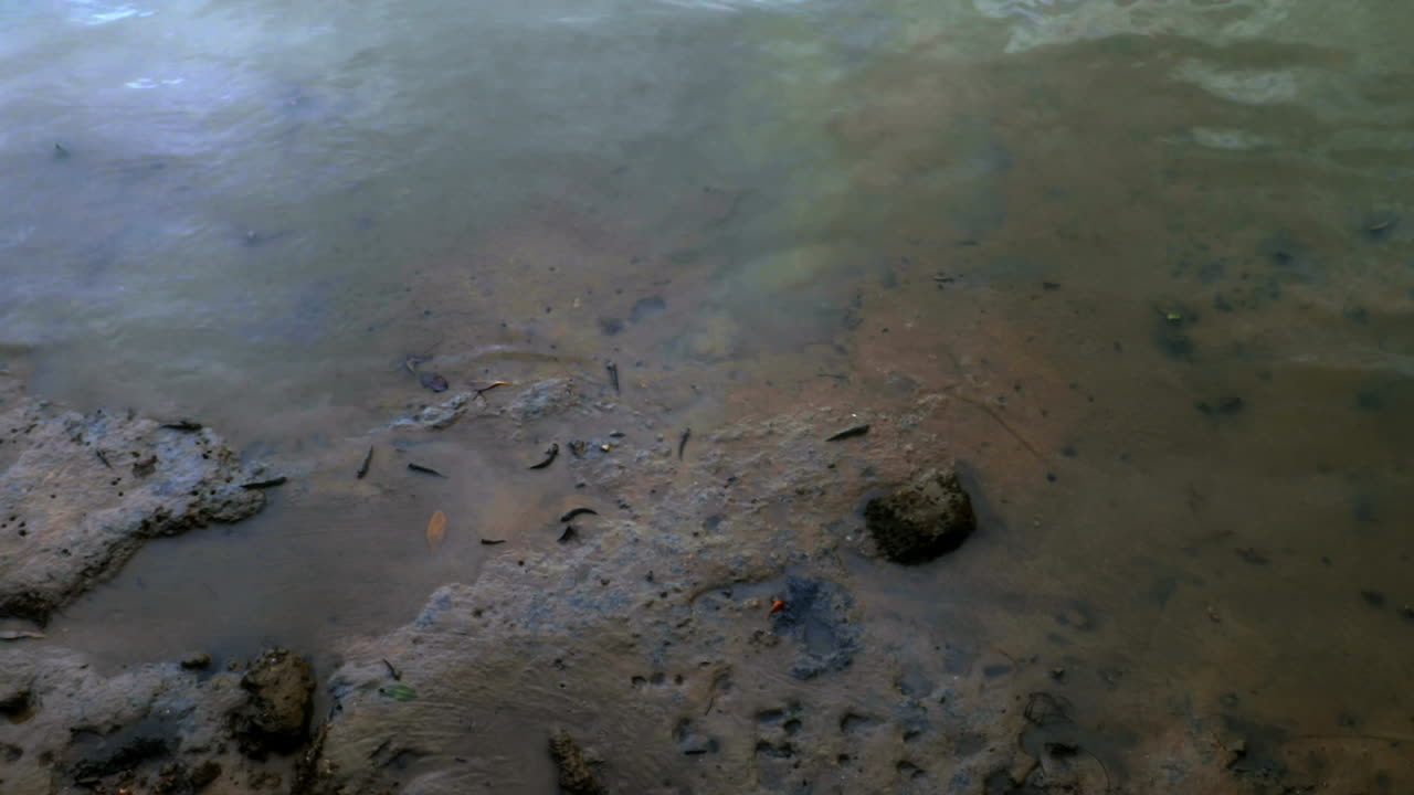 смотреть на животных на пляже в таиланде