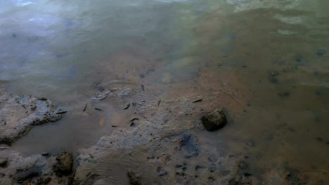 Betrachten-Der-Tiere-Am-Strand-In-Thailand