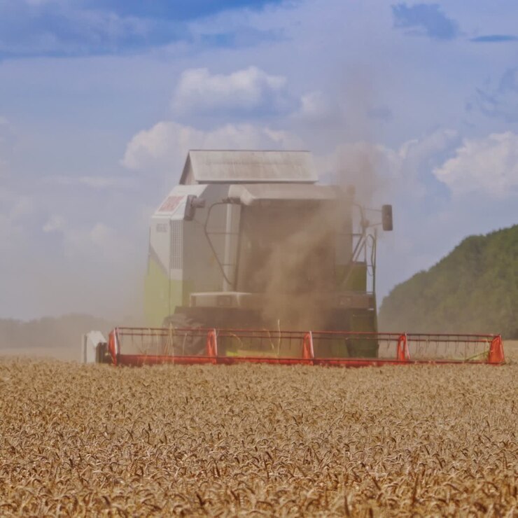 Harvesting wheat field with combine