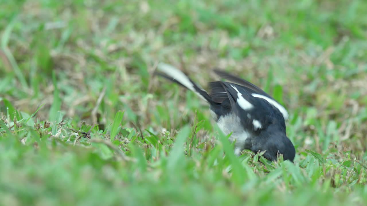 Oriental Magpie Robin Searching For Insects On The Grass. Slow Motion Shot