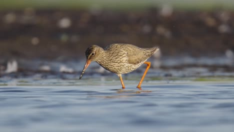 vista de ángulo bajo de redshank común usando pico largo para forrajear presas en aguas poco profundas
