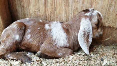 sleepy baby goat kid rests in the shade against wall