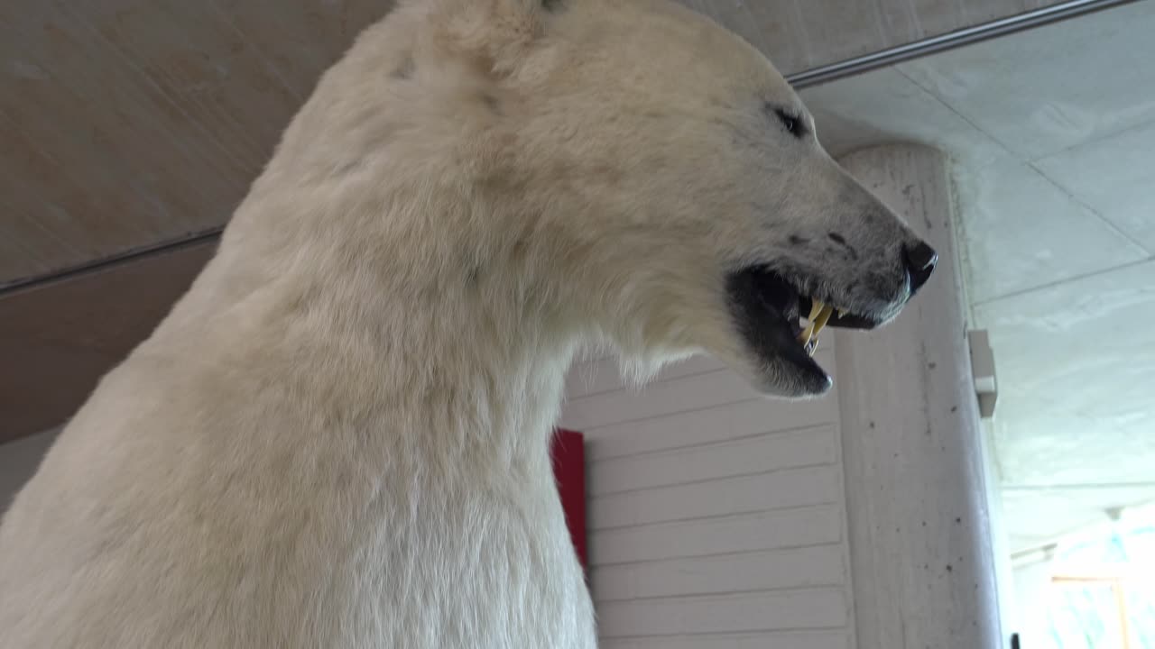 Close-up of a Taxidermied Polar Bear