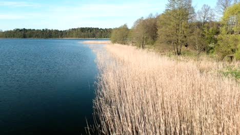 a strip of yellow reeds between the blue waters of the lake and the green trees of the forest