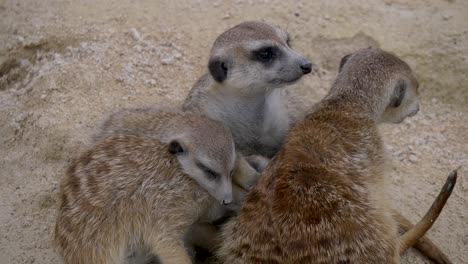 group of meerkat family sleeping and resting in sandy area during hot sunny day, close up