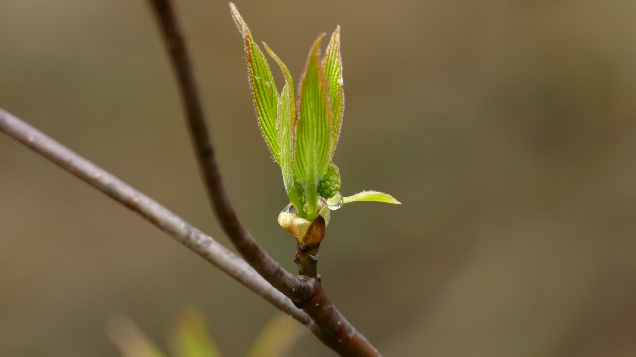 One Tree Branch With Fresh New Green Leaves, Spring
