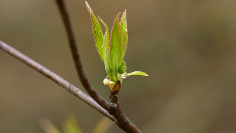 one tree branch with fresh new green leaves, spring