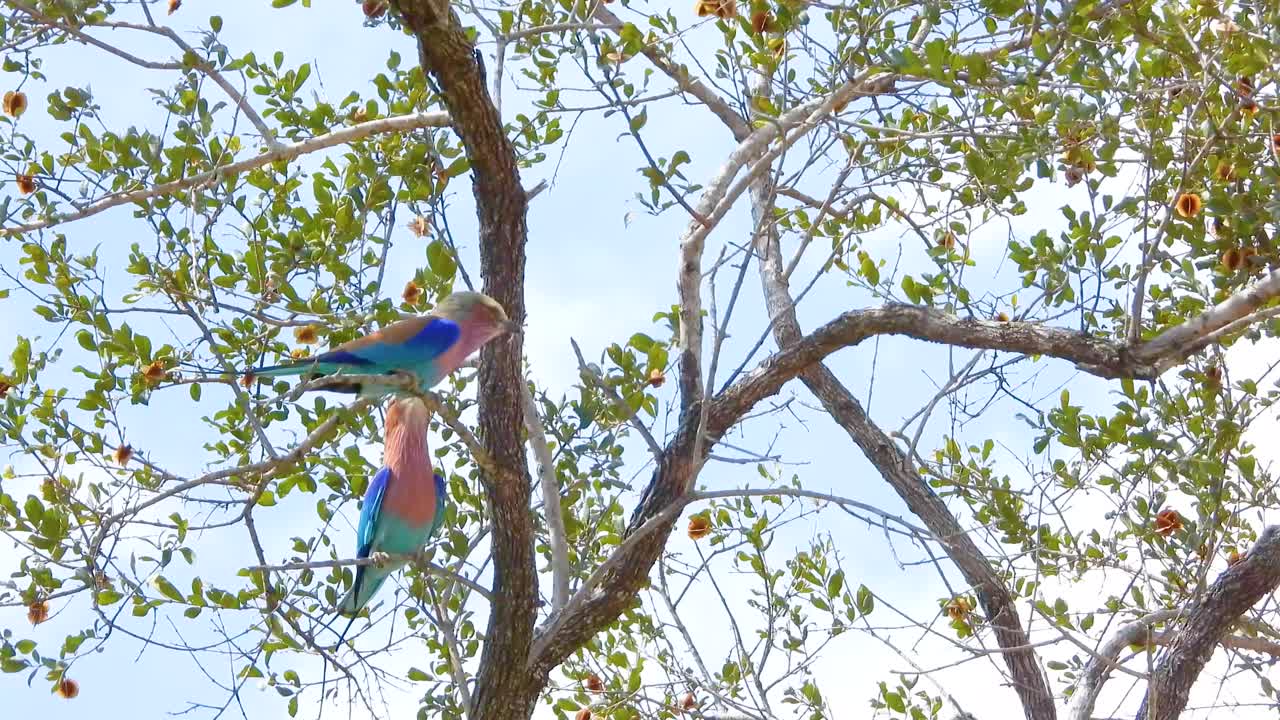 dos coloridos rodillos de pecho lila posados en una rama de árbol bajo un cielo brillante en el parque nacional kruger