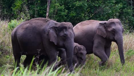 Los-Elefantes-Asiáticos-Son-Especies-En-Peligro-De-Extinción-Y-También-Son-Residentes-De-Tailandia