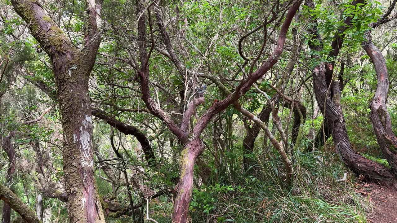 A bird jumps on tree branches in a mountain forest near a hiking trail. Madeira Island, Portugal.