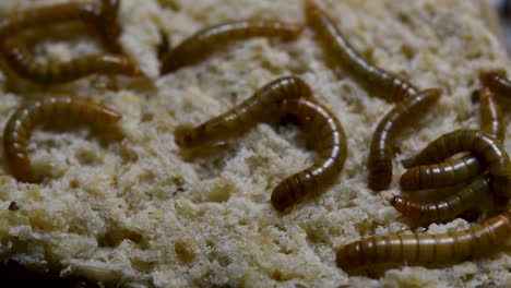 the mealworm is a species of darkling beetle used to feed pets like fish, snakes, birds, and frogs