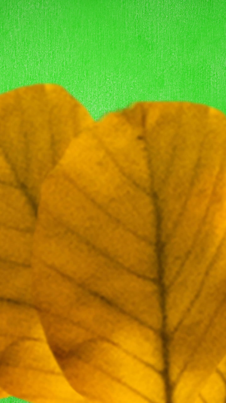 Animación de hojas de otoño naranjas sobre fondo verde