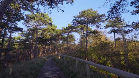Persona-Caminando-Libremente-Por-Un-Camino-Rural-En-Un-Bosque-Verde-En-La-Isla-De-Texel,-Países-Bajos